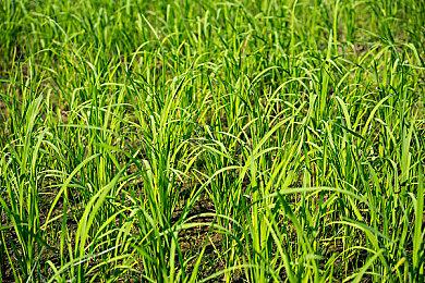 科幻类魂RPG《夜行者》面向PS5＆XS＆PC公布